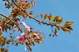 フランスのピンクの桜
