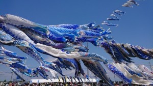 「青いこいのぼり」が東松島市の空に泳ぐ